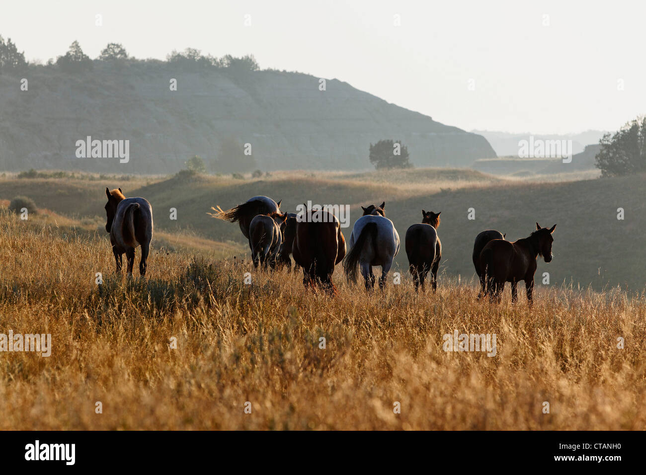 Wild horses, Theodore Roosevelt National Park, Medora, North Dakota, USA Stock Photo