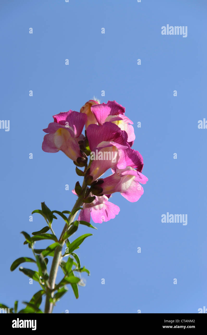 Common Snapdragon (Antirrhinum majus) growing wild on the top of a wall in Hereford city centre Stock Photo