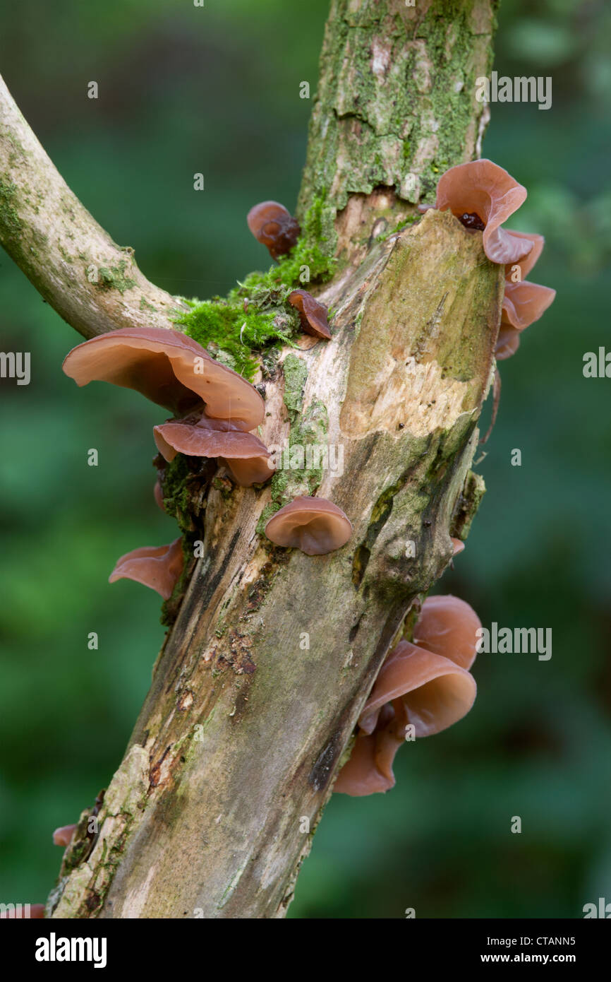 Jew' Ear (Jelly Ear) Auricularia auricula-judae fruiting bodies on a dead Elder tree Stock Photo