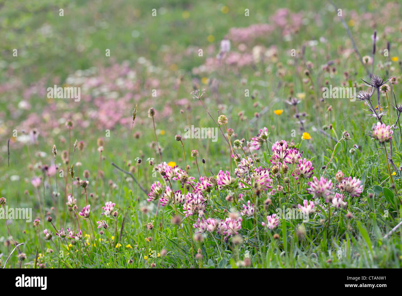 Kidney Vetch; Anthyllis vulneraria; flowers; Pyrenees; Spain Stock Photo