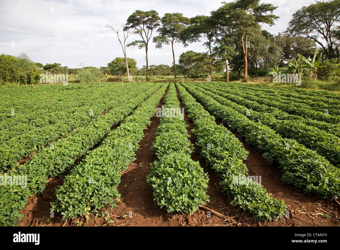 Conservation Farming Goundnut Crop Chisamba, Zambia Stock Photo