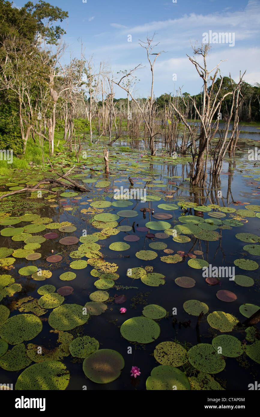 Victoria amazonica giant water lilies on Lago Vitoria Regia lake near side arm of Amazon river, near Manaus, Amazonas, Brazil, S Stock Photo