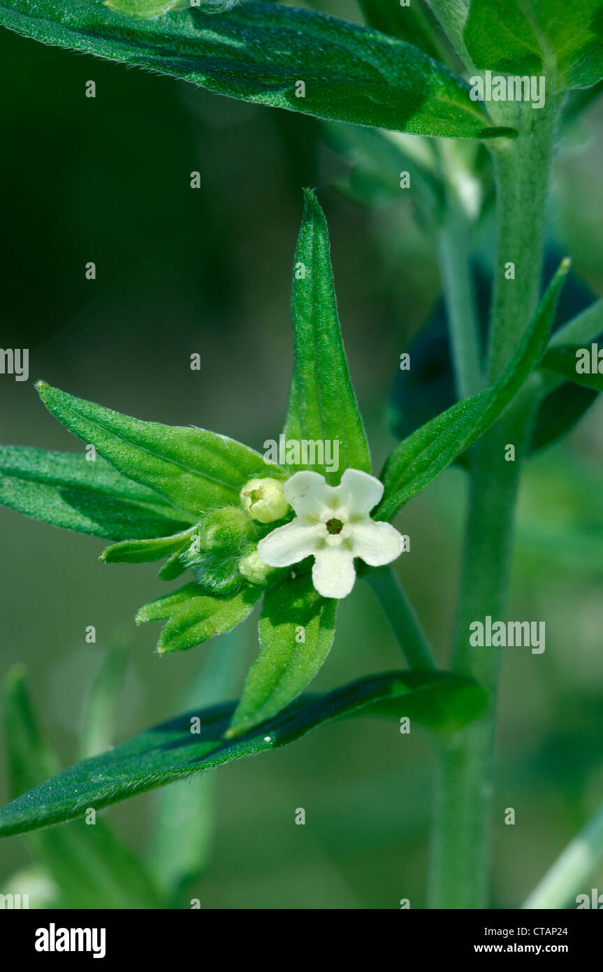 COMMON GROMWELL Lithospermum officinale (Boraginaceae) Stock Photo