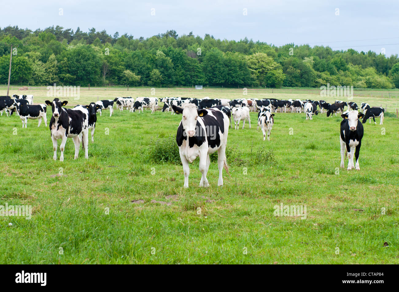herd of cows in the pasture Stock Photo - Alamy