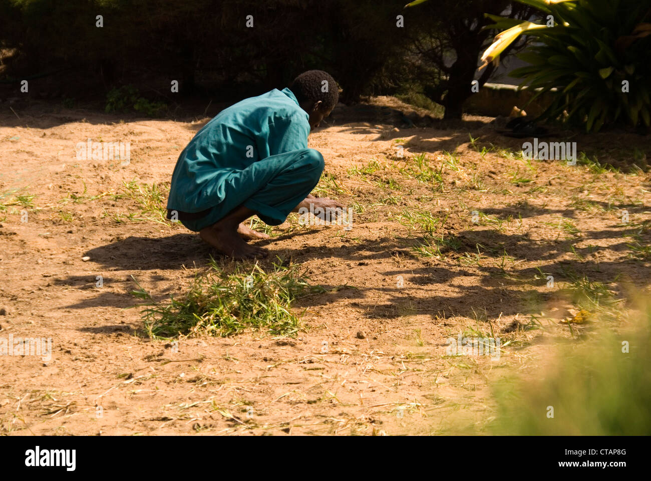 A gardener laboring over the arduous task of separating and planting each blade of grass Kololi Gambia West Africa Stock Photo
