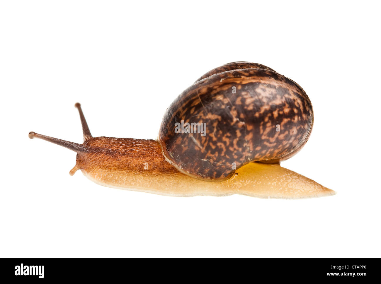 edible snail on a white background Stock Photo - Alamy