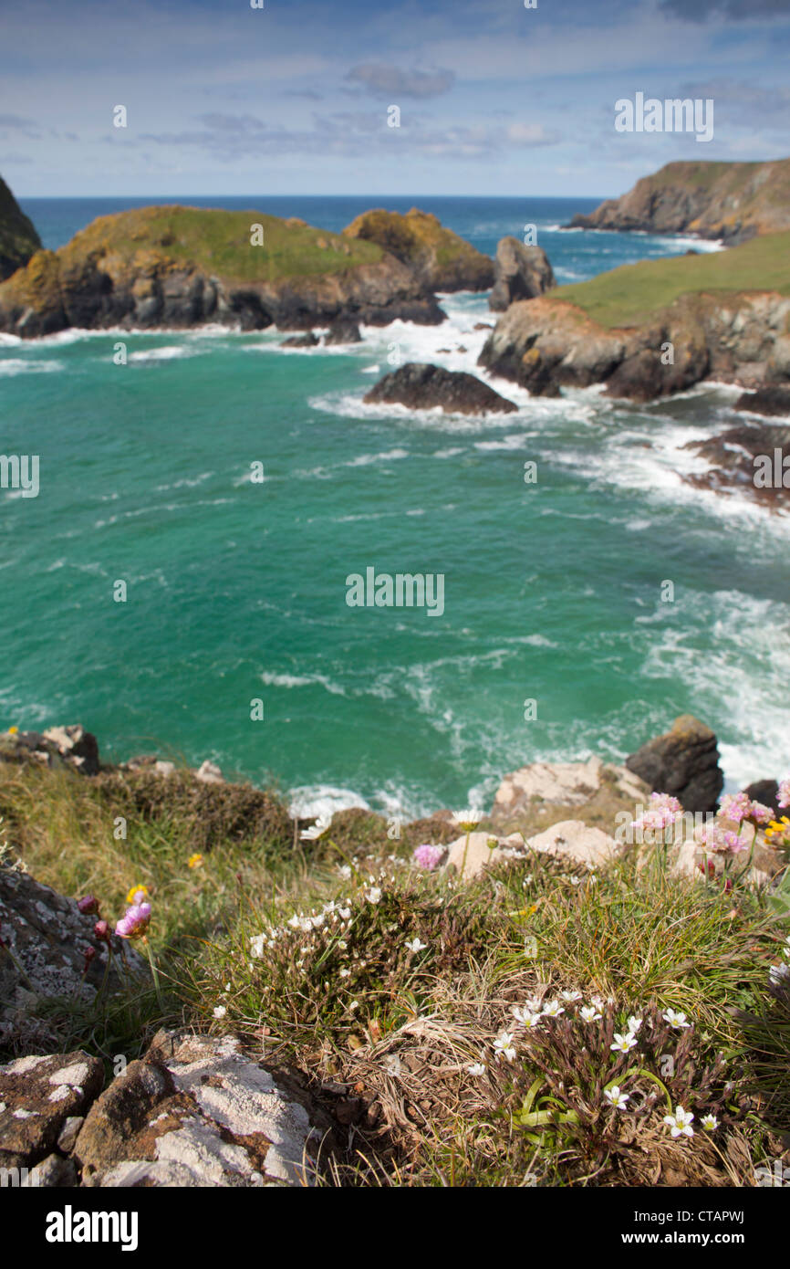 Kynance Cove; Spring Sandwort; Minuartia verna; in foreground; Cornwall; UK Stock Photo