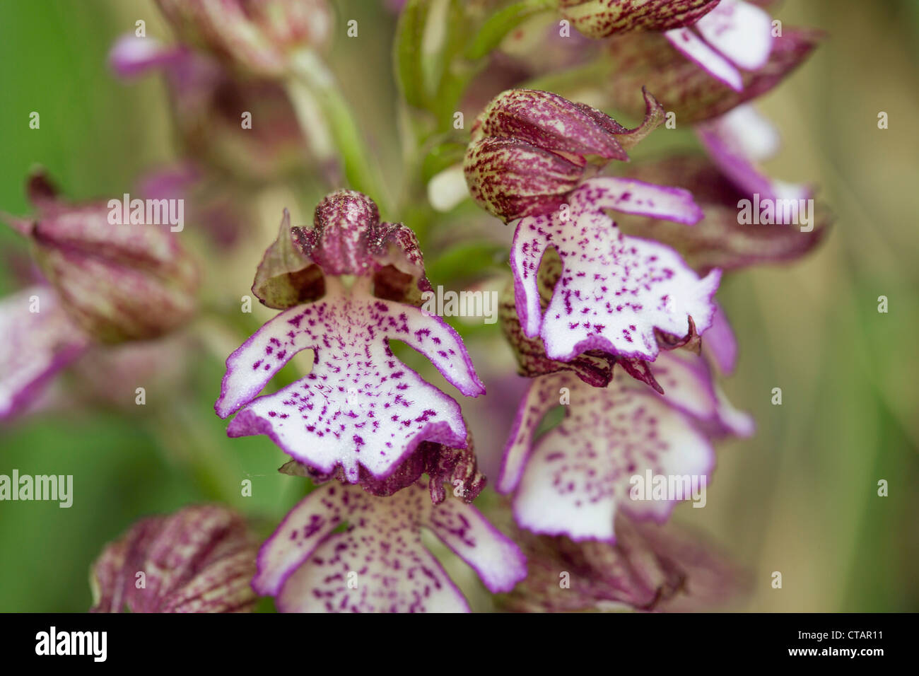 Lady Orchid; Orchis purpurea; Pyrenees; Spain Stock Photo