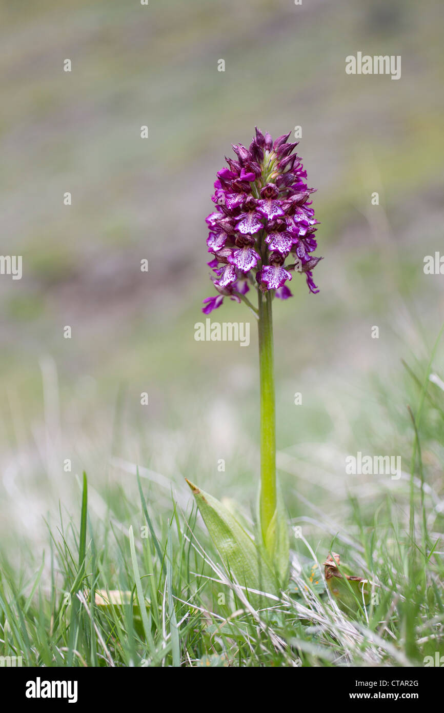 Lady Orchid; Orchis purpurea; Pyrenees; Spain Stock Photo
