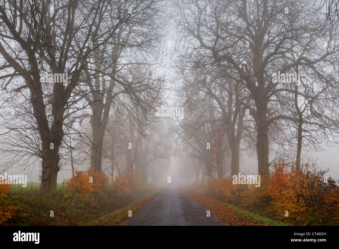 Autumnal chestnut alley in the fog, Hofgeismar, Hesse, Germany, Europe Stock Photo