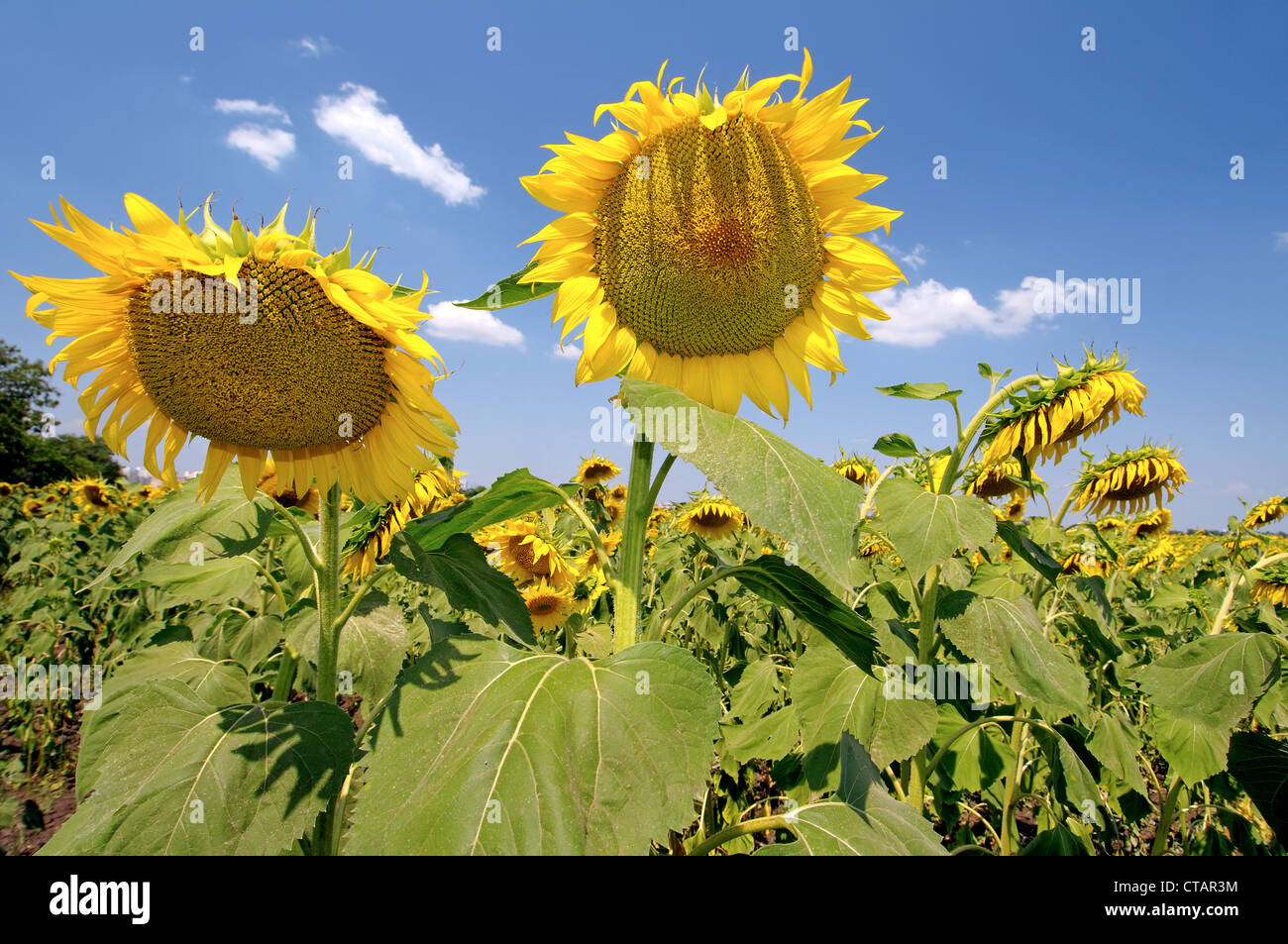 Sunflower (Helianthus annuus). Odessa, Ukraine Stock Photo Alamy
