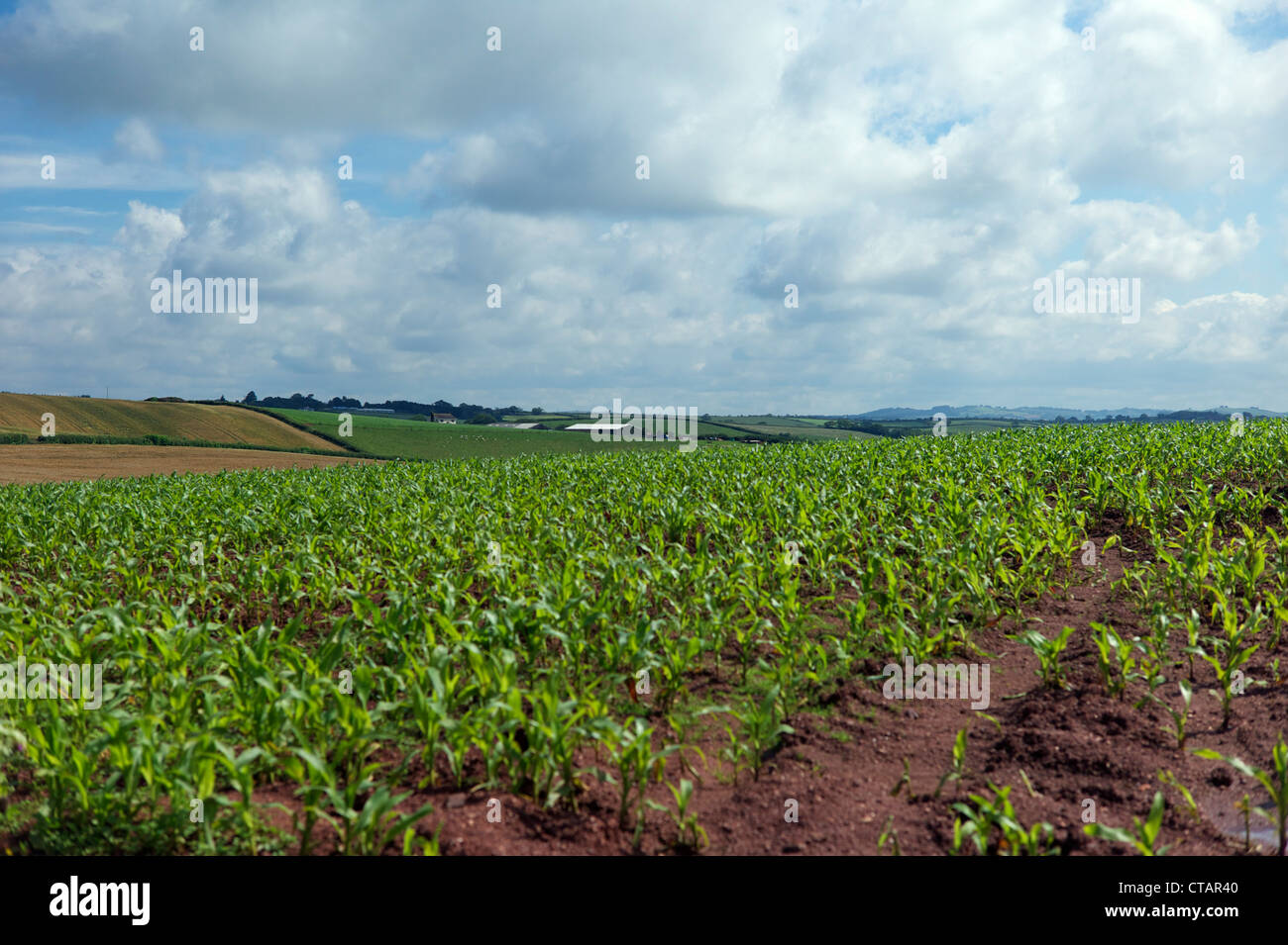 Growing corn Devon UK Stock Photo Alamy