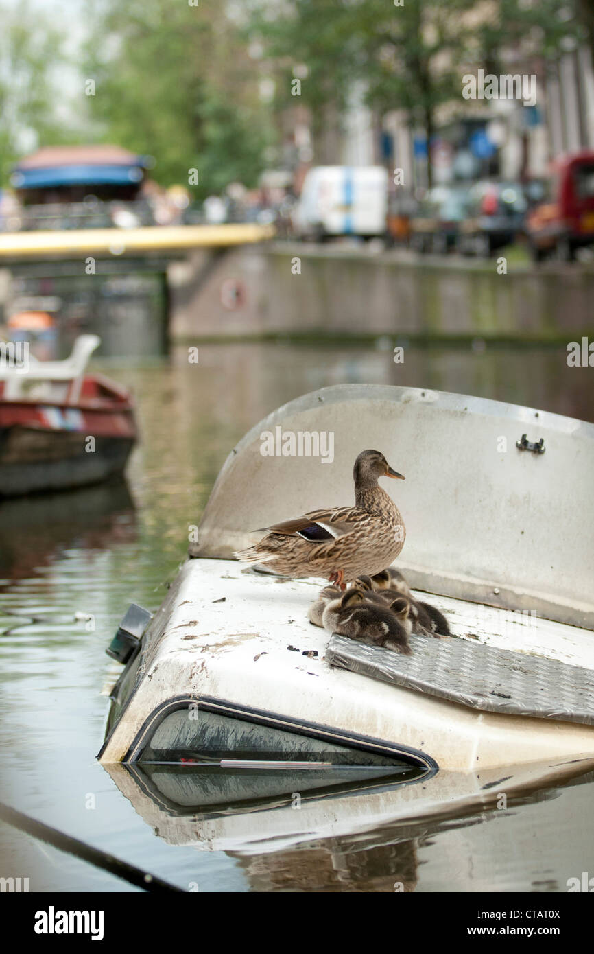 Duck family on a halfway sunken boat in an Amsterdam canal Stock Photo