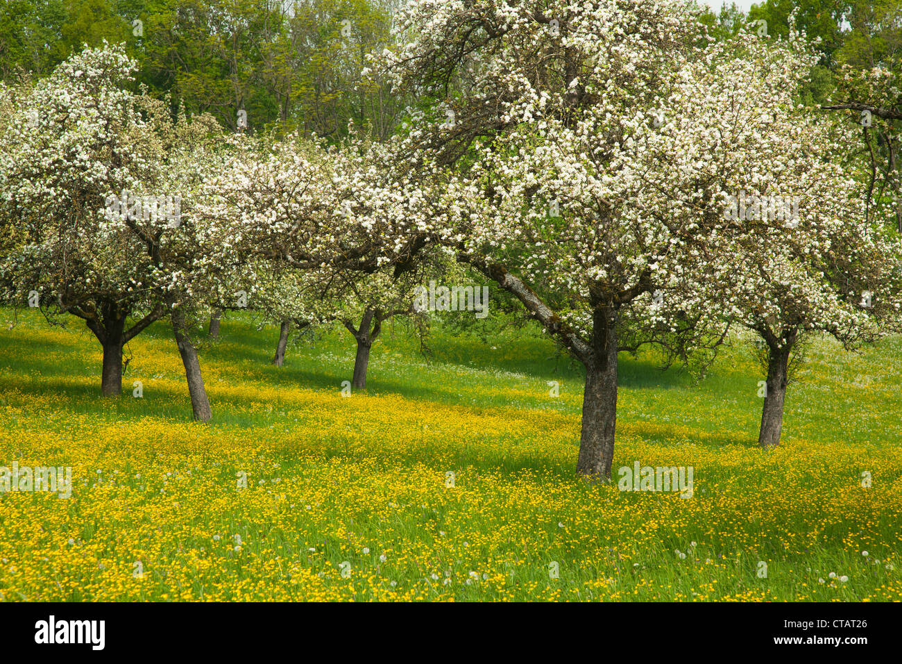 Blooming apple trees in a meadow, Hohenlohe region, Baden Wuerttemberg, Germany, Europe Stock Photo