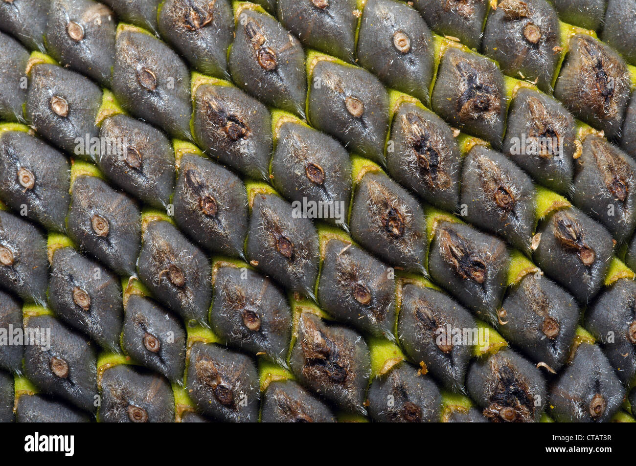 Sunflower seeds (Helianthus annuus). Odessa, Ukraine Stock Photo Alamy