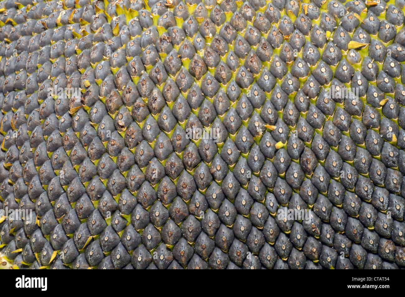 Sunflower seeds (Helianthus annuus). Odessa, Ukraine Stock Photo Alamy