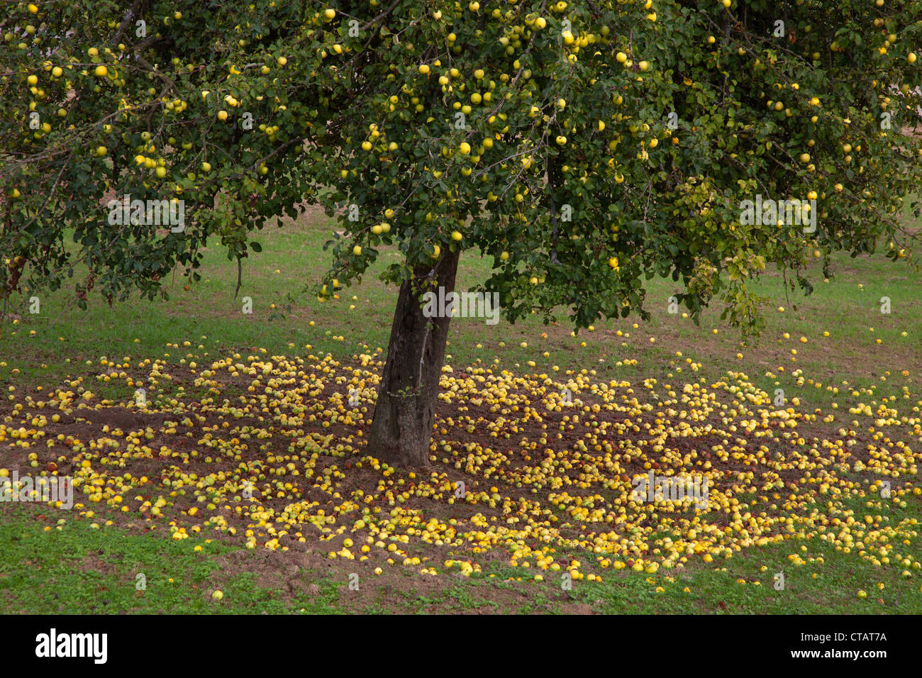 Apple trees meadow apples hi-res stock photography and images - Alamy
