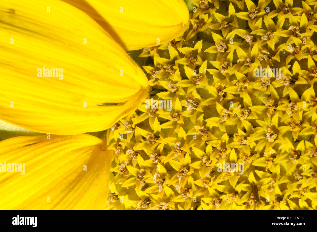 Flowers on sunflower sunflower seeds (Helianthus annuus). Odessa, Ukraine Stock Photo