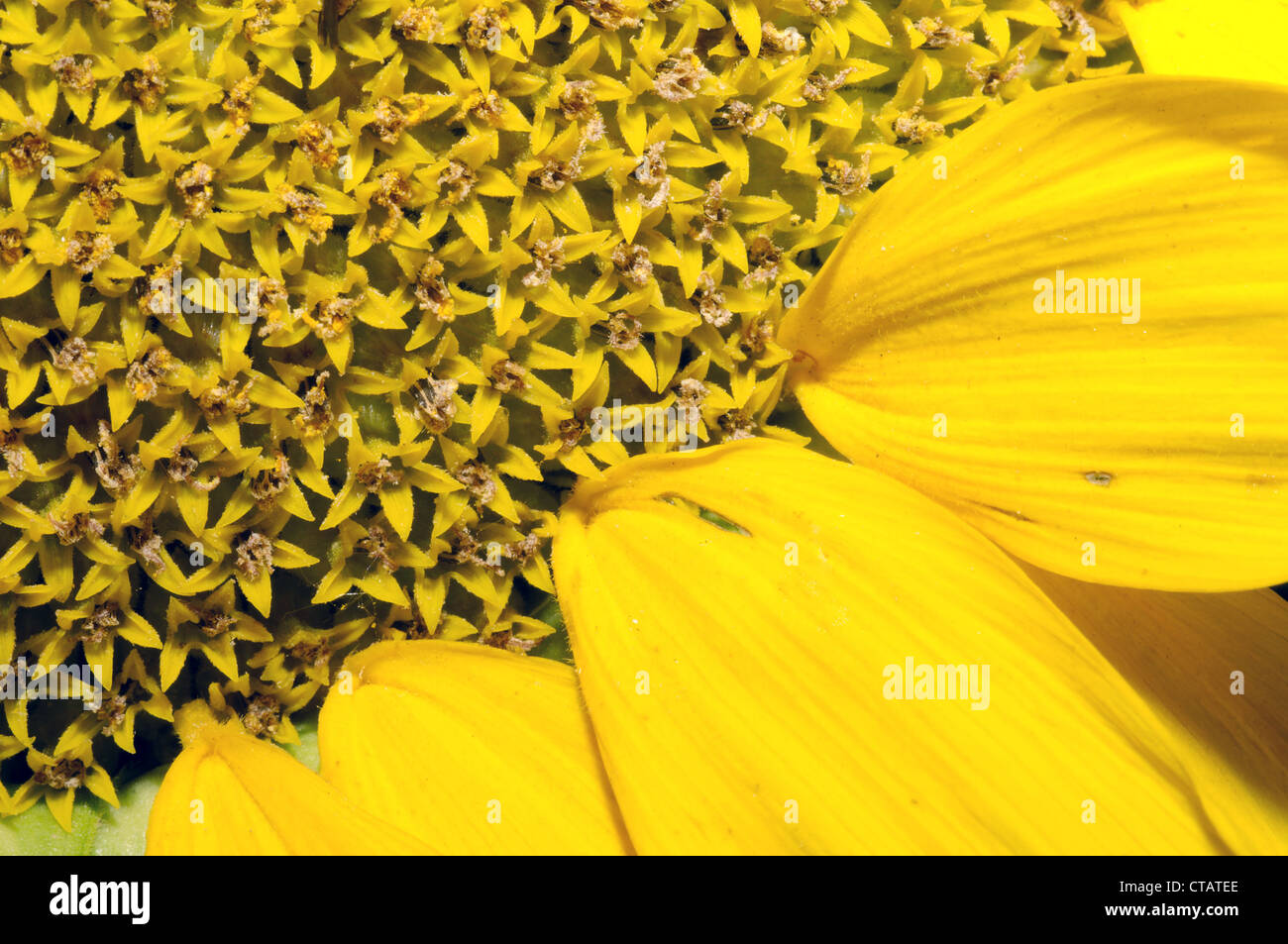 Flowers on sunflower sunflower seeds (Helianthus annuus). Odessa, Ukraine Stock Photo