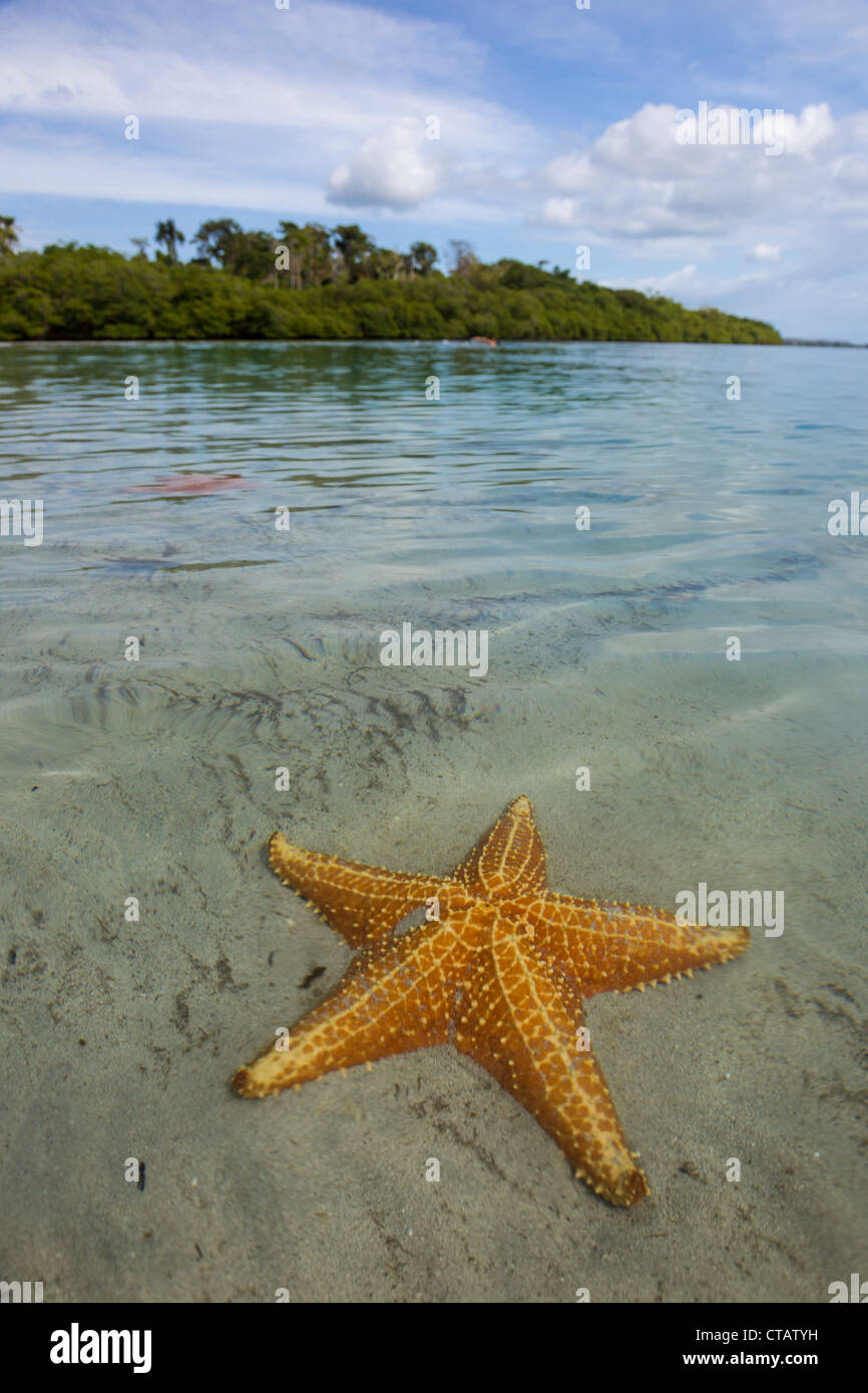 Orange sea stars at Starfish beach on Isla Colon, Bocas del Toro