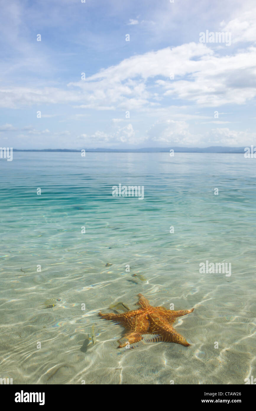 Small fish swimming around orange sea star at Starfish beach on Isla