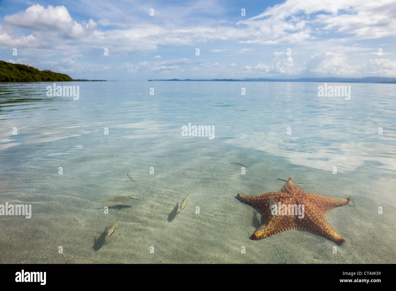 Small fish swimming around orange sea star at Starfish beach on Isla