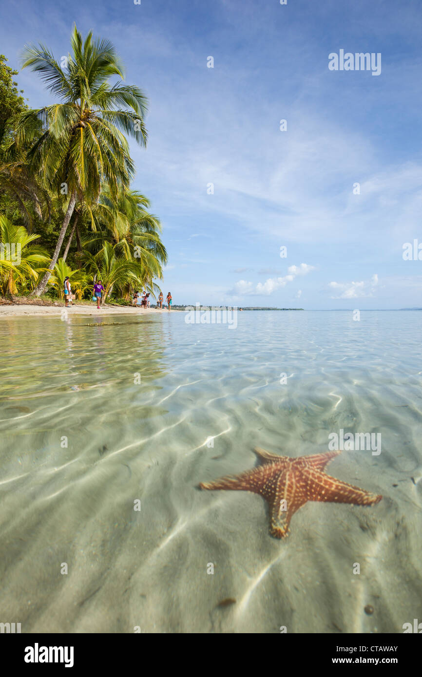 Orange sea star at Starfish beach on Isla Colon, Bocas del Toro, Panama