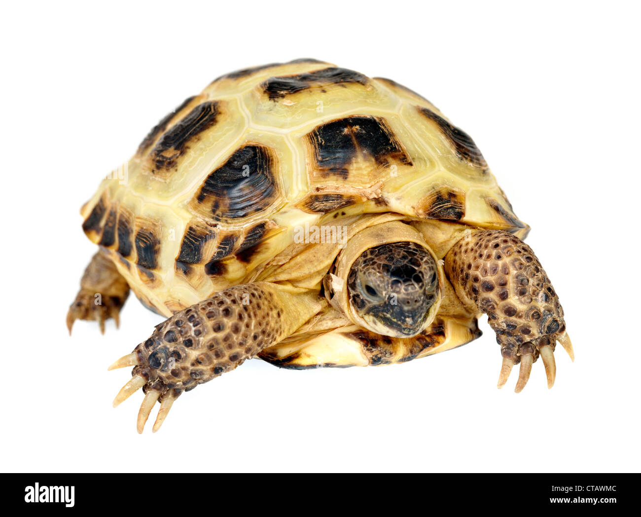 Photo of turtle on a white background Stock Photo - Alamy