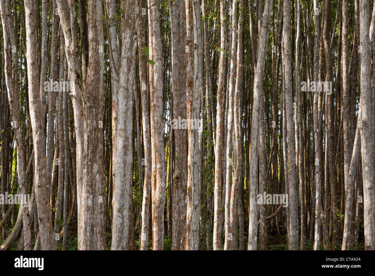 Forrest of trees at Starfish beach on Isla Colon, Bocas del Toro, Panama. Stock Photo