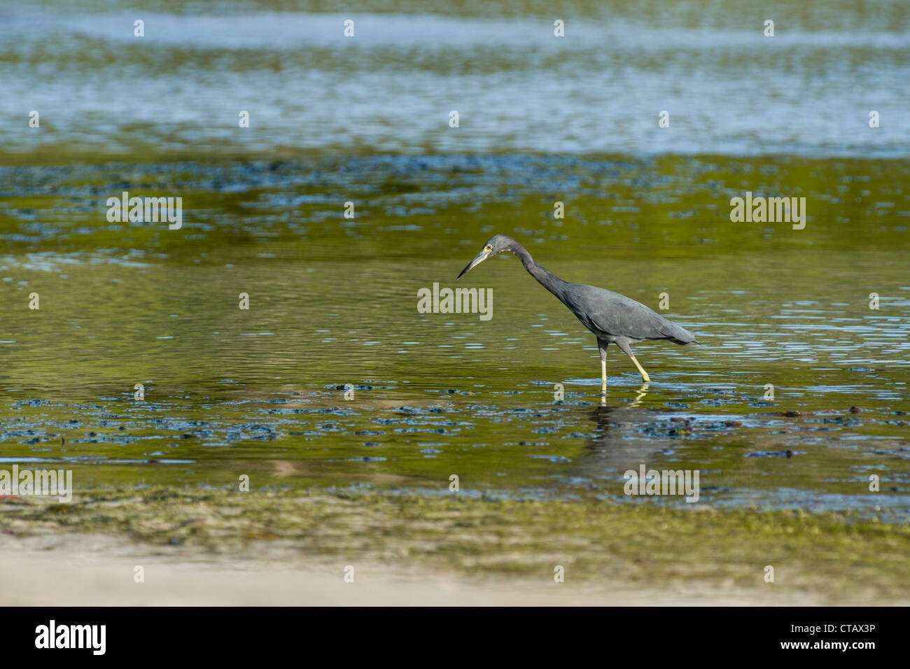 Little Blue Heron (Egretta caerulea) hunting at Starfish beach on Isla Colon, Bocas del Toro, Panama. Stock Photo
