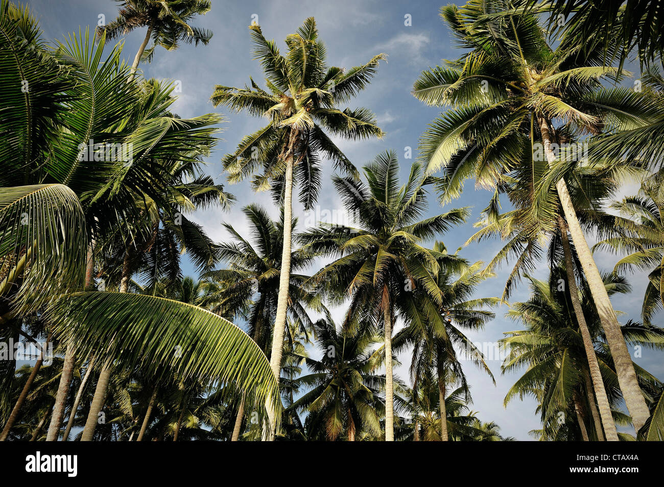 Plenty palm trees in the capital Apia, Upolu, Samoa, Southern Pacific island Stock Photo