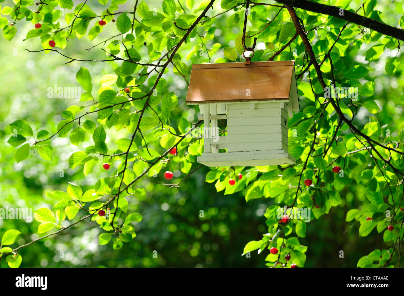 Birdhouse hanging from cherry tree Stock Photo Alamy