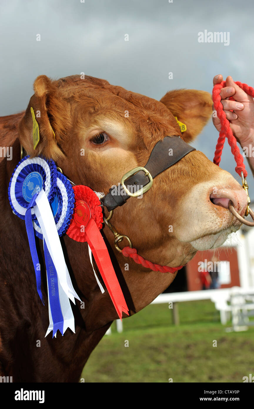 Close up of head of a Limousin beef bull after winning an agricultural show in the UK. Stock Photo