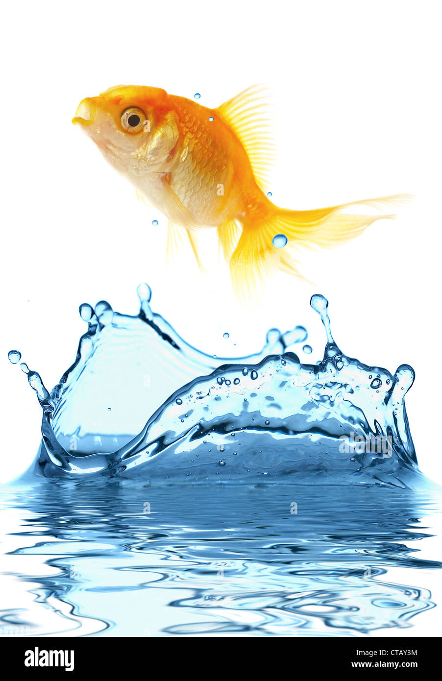 The gold small fish jumps out of water Stock Photo - Alamy