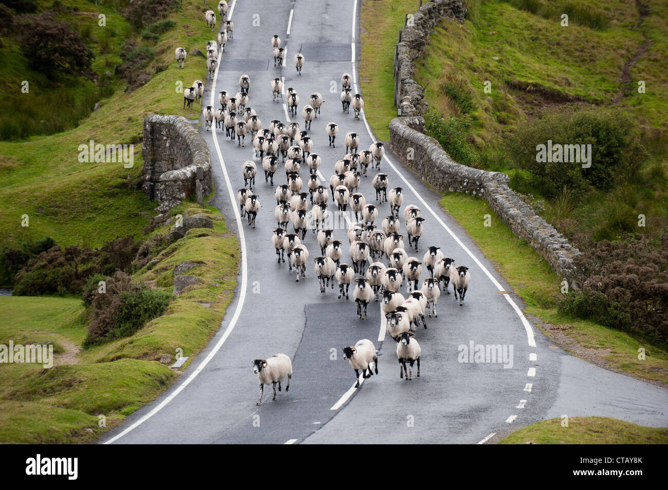 Flock of sheep running down a road on Dartmoor, Devon. Stock Photo