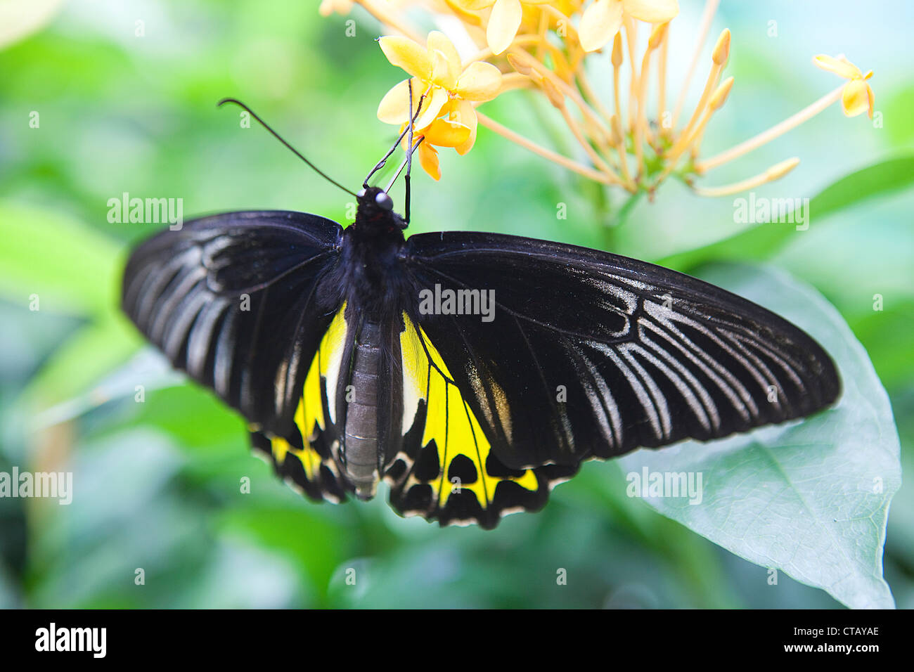 Butterfly at the tropical butterfly farm on Penang Island, Penang state