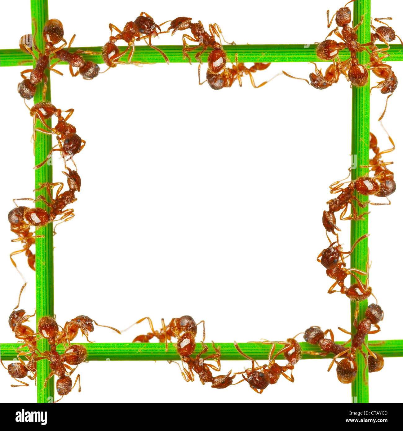 Ants on a green grass. On a white background Stock Photo - Alamy