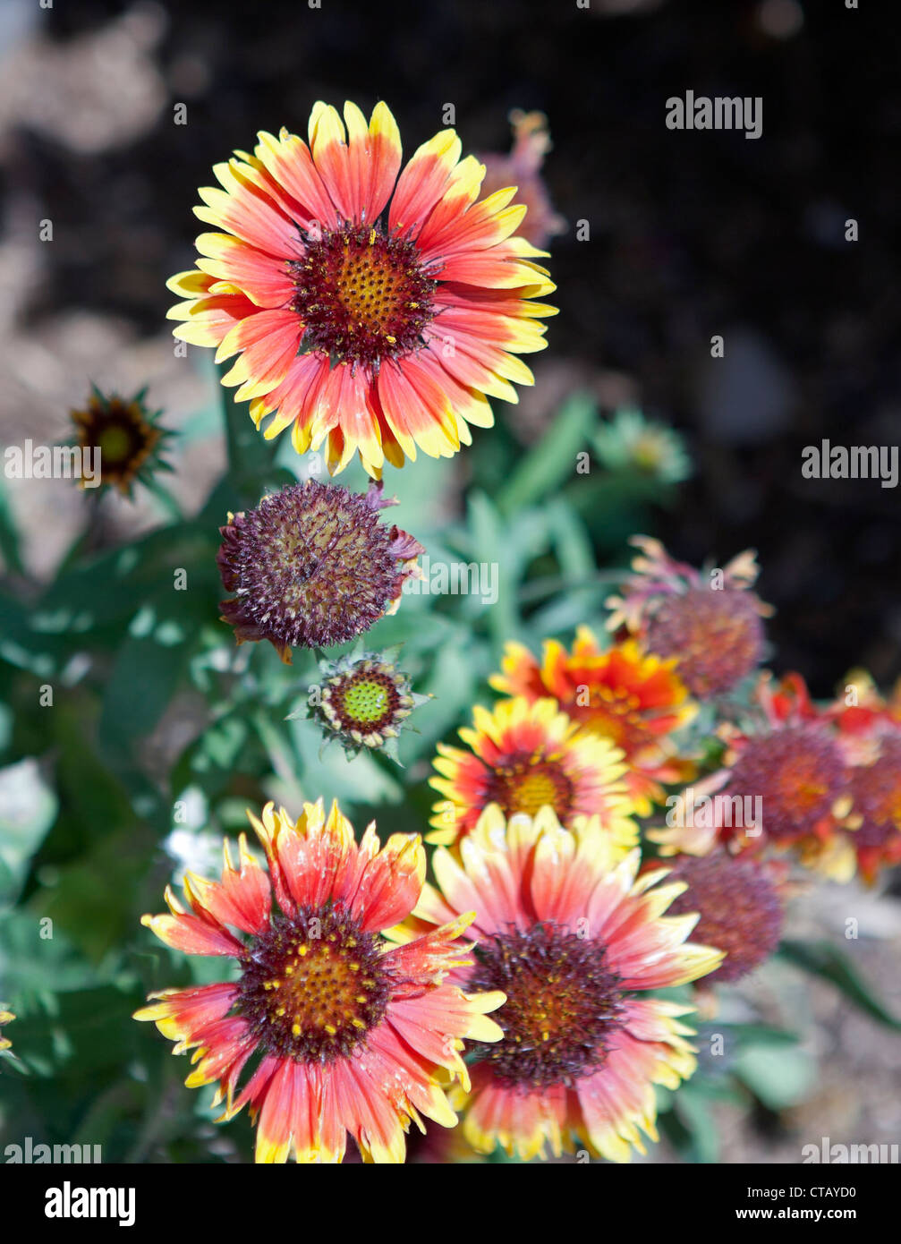 Gaillardia Pulchella, also known as Blanketflower and Firewheel, blooms ...