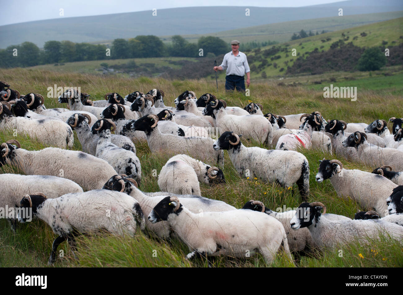 Shepherd on Dartmoor looking at a flock of Swaledale ewes. Stock Photo