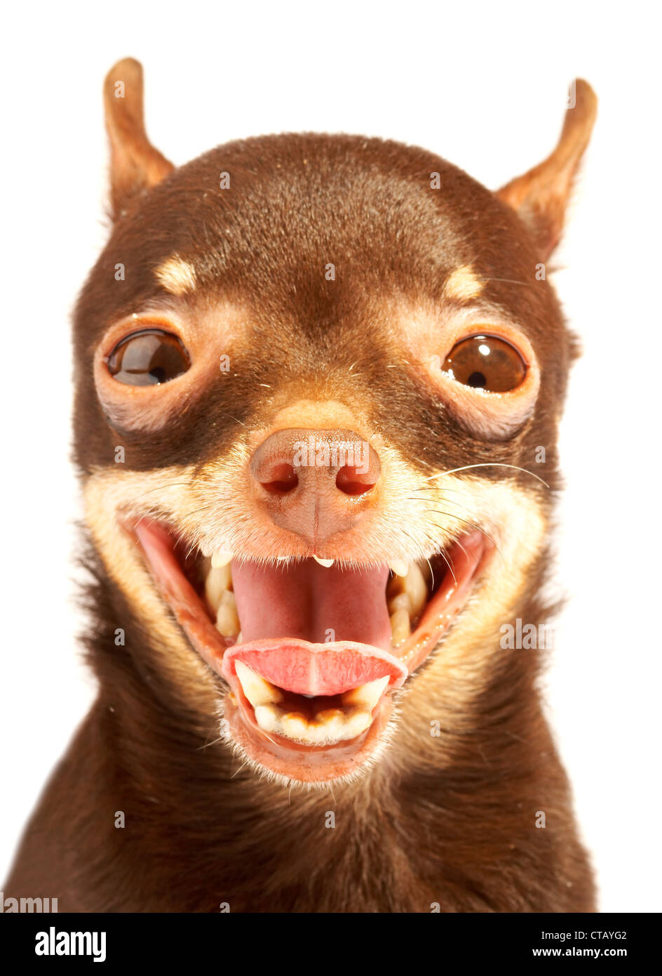 Russian toy-terrier.Thoroughbred dog...Ridiculous dog Stock Photo