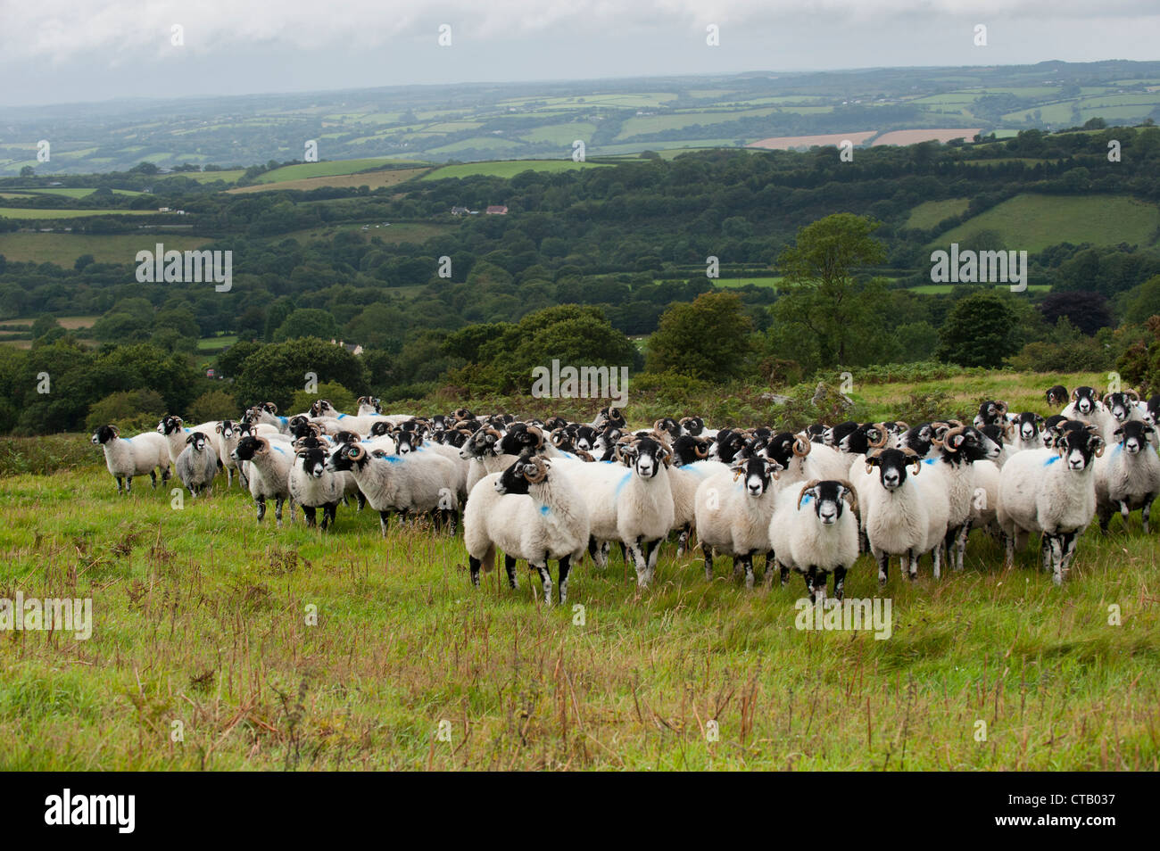 Flock of Swaledale ewes on the edge of Dartmoor Common, Devon. Stock Photo
