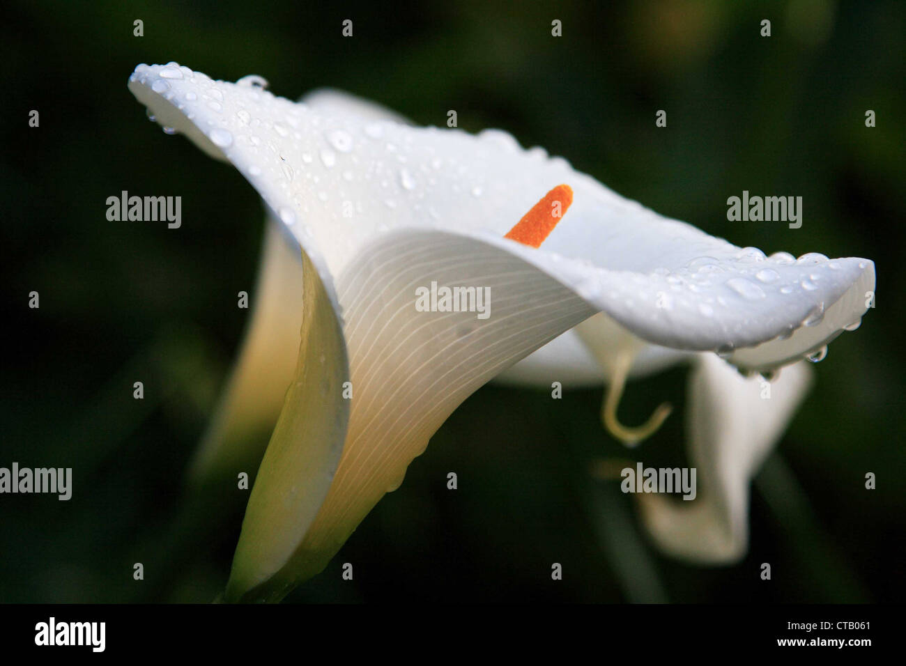 Calla lily with water drops hires stock photography and images Alamy