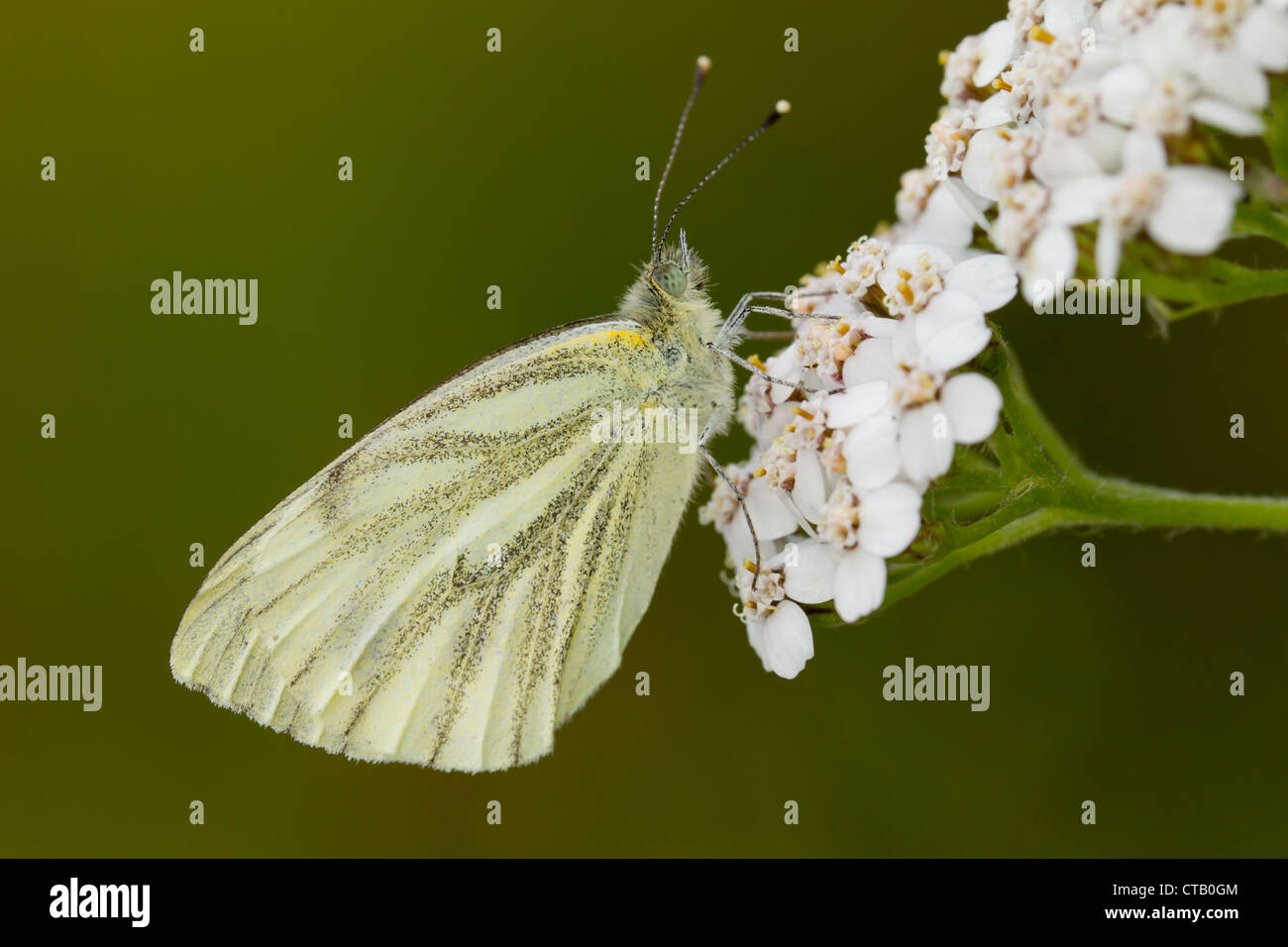 Green-veined White Pieris napi female perched on Yarrow at Barkbooth Lot, Cumbria in July. Stock Photo