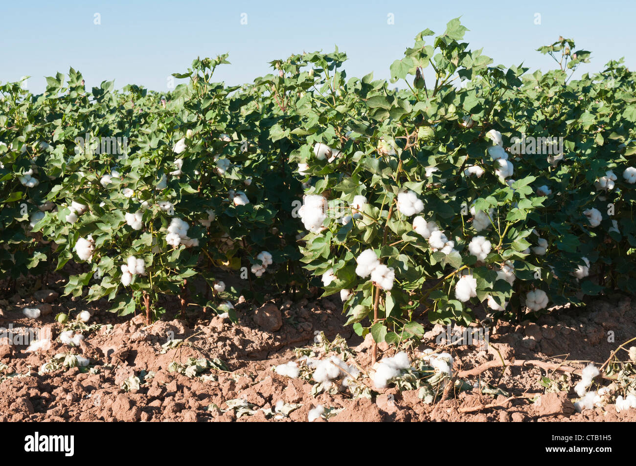 Cotton lint hires stock photography and images Alamy