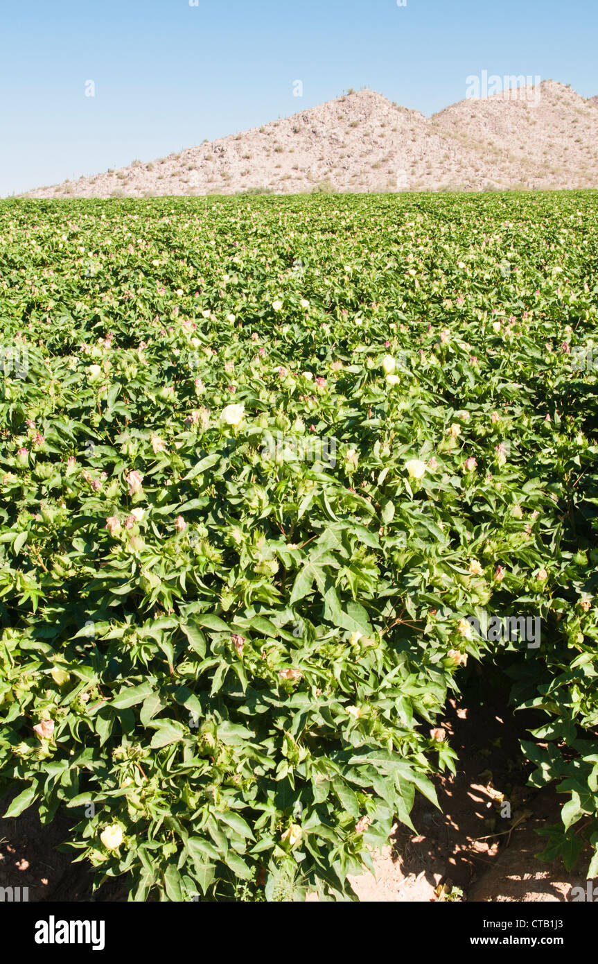 A cotton crop is flowering in Arizona Stock Photo Alamy
