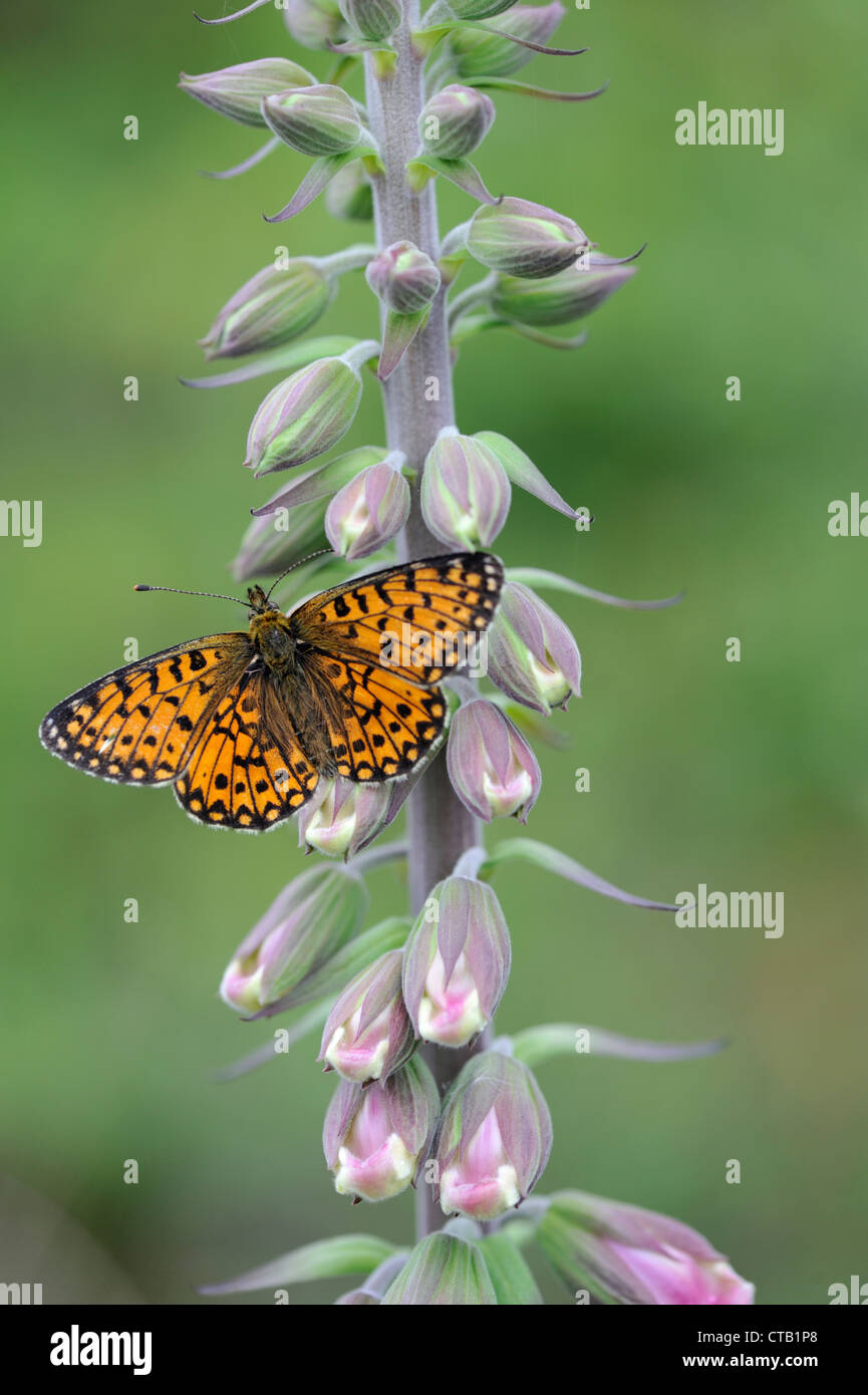 Small pearl bordered fritillary butterfly (Clossiana selene) Stock Photo