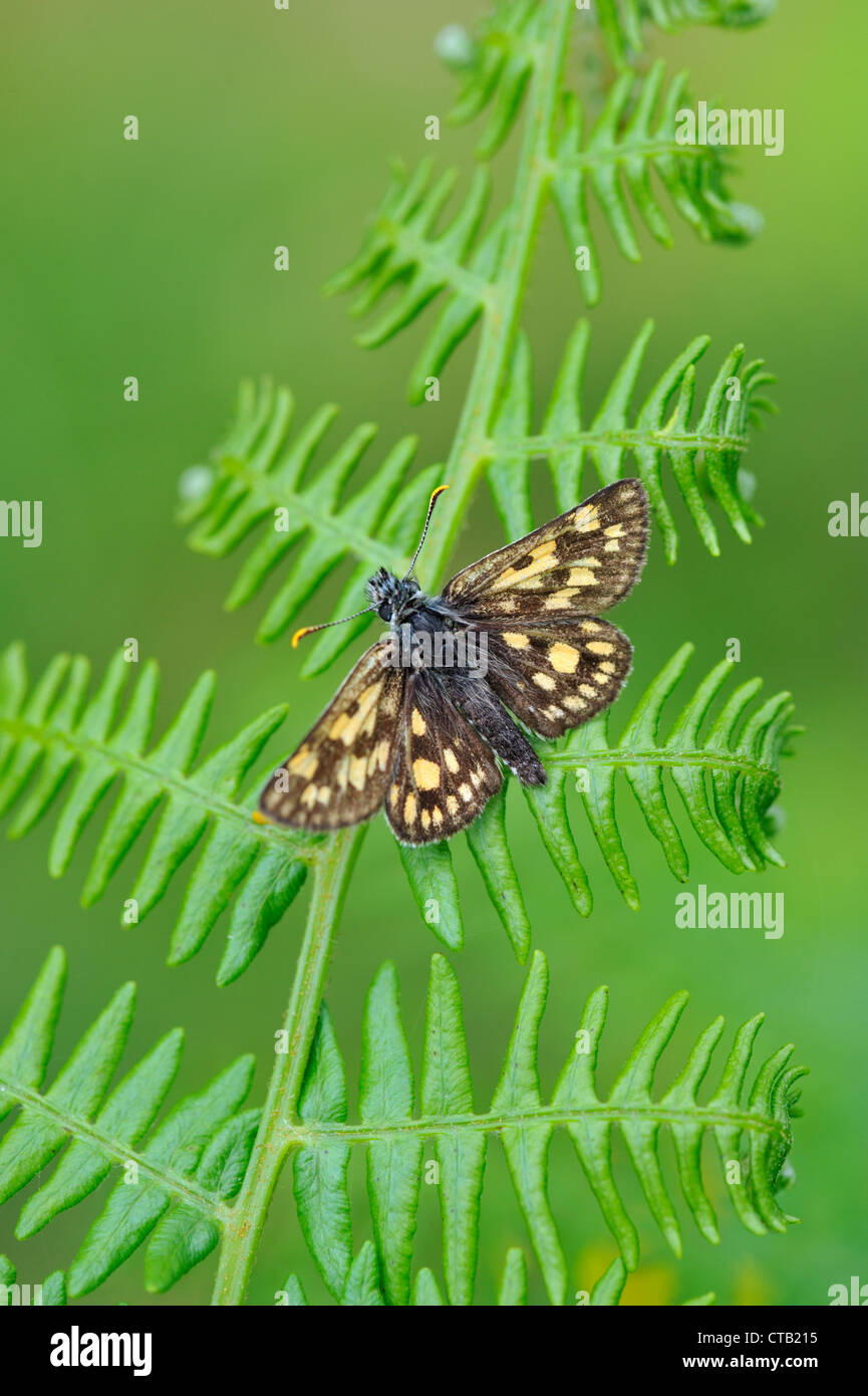 Chequered skipper butterfly (Carterocephalus palaemon) Stock Photo