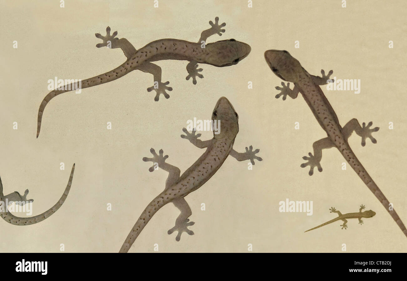 Four lizards on sandy beach, Manila, Makati, Metro Manila, Luzon Island, Philippines, Asien Stock Photo