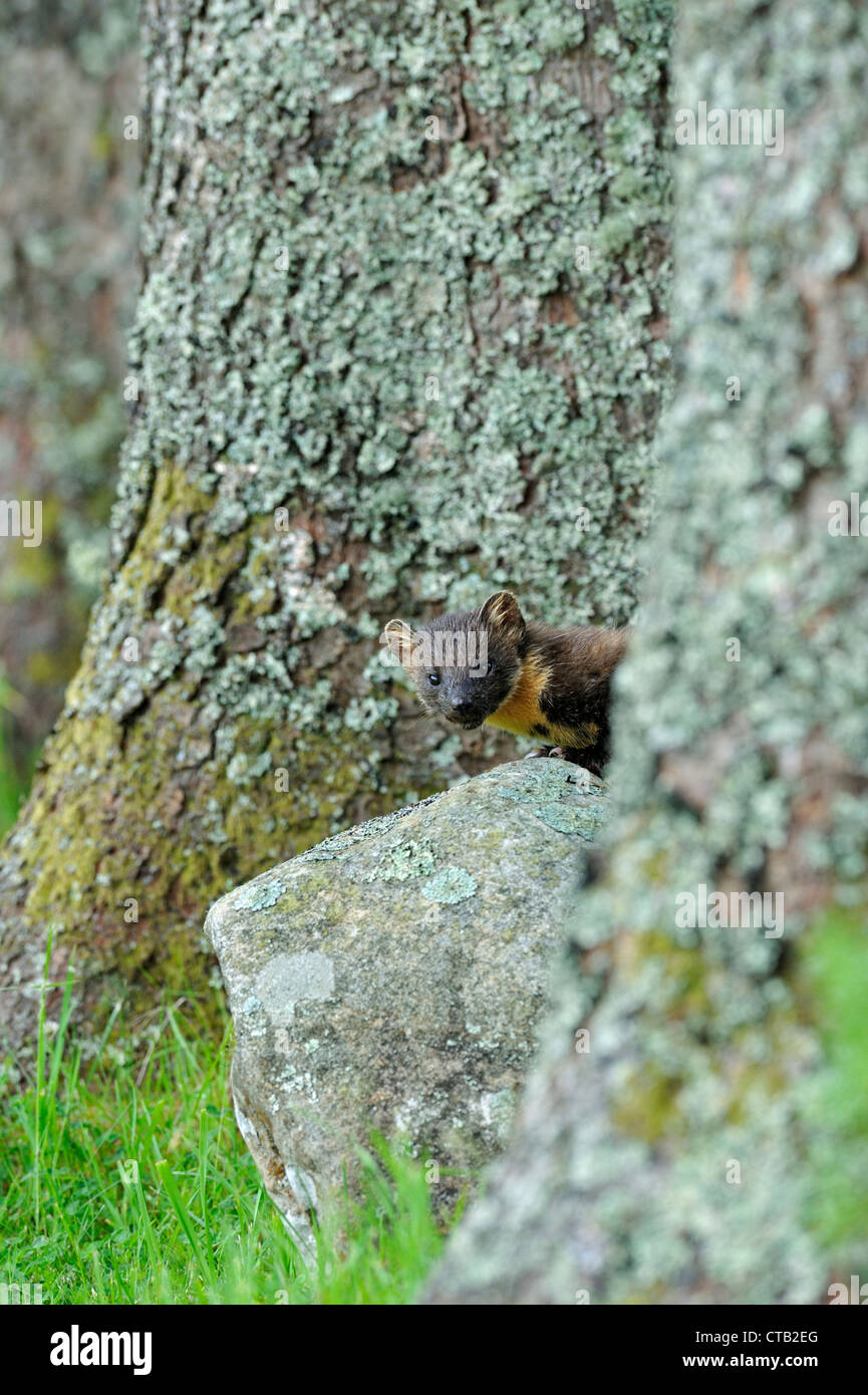Pine Marten in the wild Stock Photo