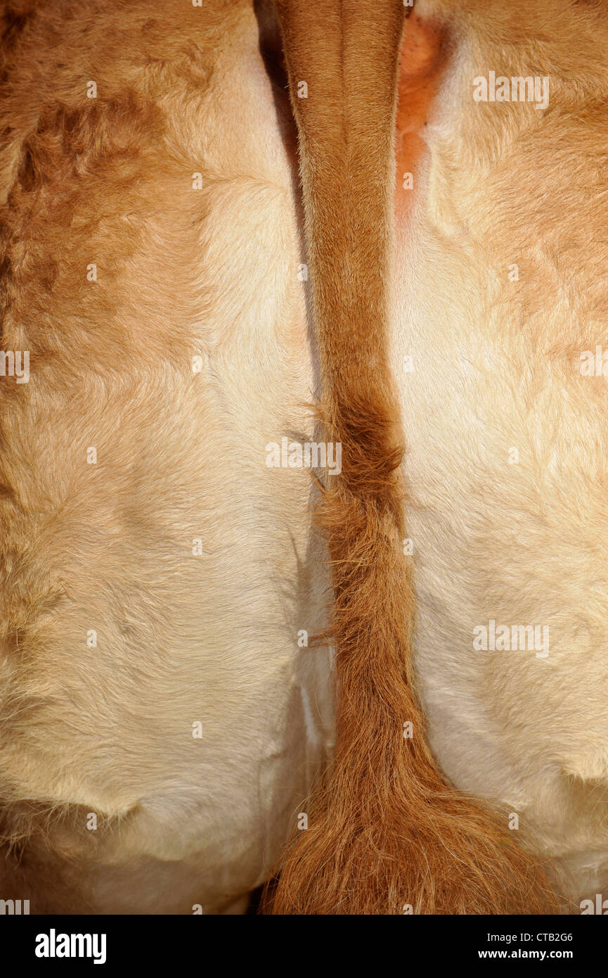 Rear cattle hi-res stock photography and images - Alamy